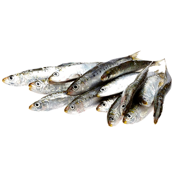 Sardines